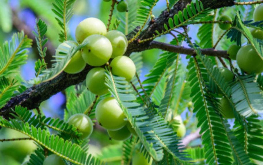 Amla for Acid Reflux